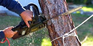 Best Fruit Tree Pruning  in Oxford, MS