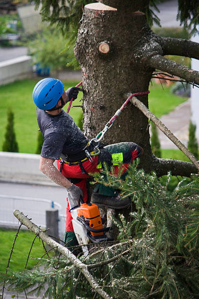 Best Lawn Dethatching  in Oxford, MS