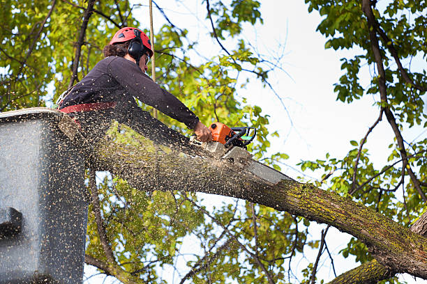 Oxford, MS Tree Services Company